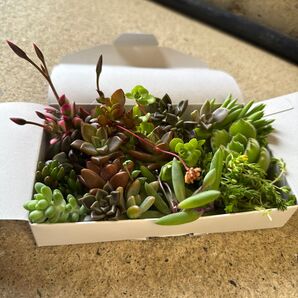 多肉植物 カット苗 詰め合わせ