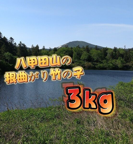 根曲がり竹 姫竹 根曲がり竹の子 姫筍