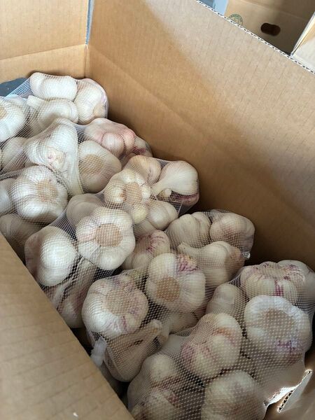 青森県生にんにく5Kg2L