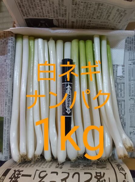 鳥取県産 白ネギ 1kg たっぷりナンパク宅急便コンパクト 長ネギ