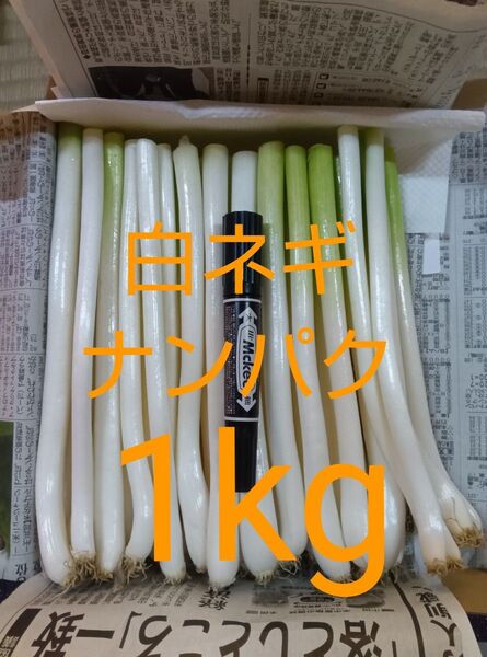 鳥取県産 白ネギ 1kg たっぷりナンパク宅急便コンパクト 長ネギ