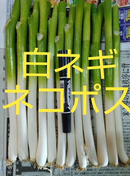 鳥取県産 白ネギ「夏若葱」ネコポス 長ネギ