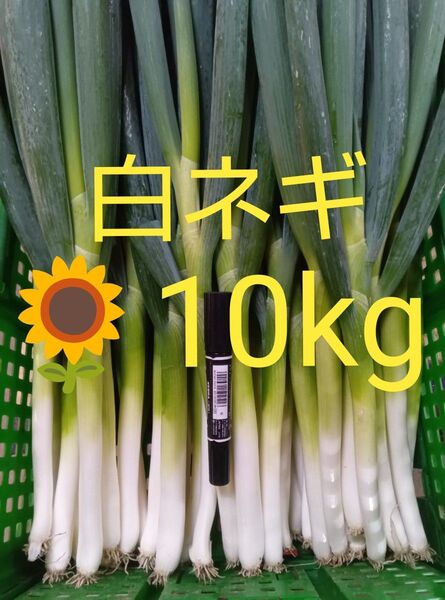 鳥取県産 白ネギ「夏若葱」10kg 長ネギ