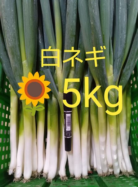 鳥取県産 白ネギ「夏若葱」5kg 長ネギ