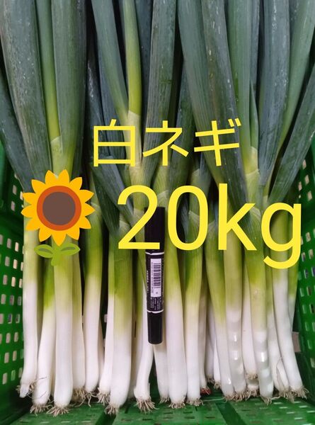 鳥取県産 白ネギ「夏若葱」20kg 長ネギ