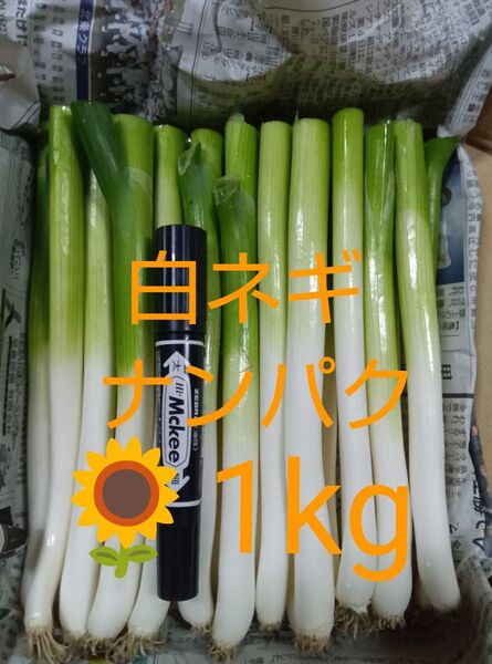 鳥取県産 白ネギ「夏若葱」1kg たっぷりナンパク宅急便コンパクト 長ネギ