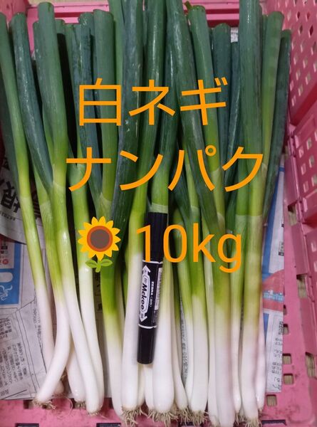 鳥取県産 白ネギ「夏若葱」ナンパク多め 10kg 長ネギ