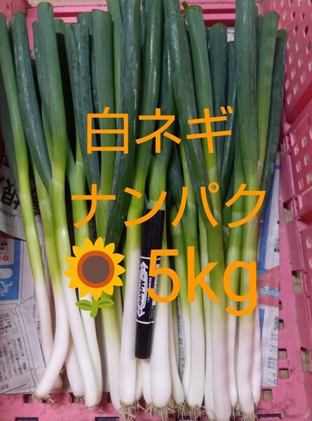 鳥取県産 白ネギ「夏若葱」ナンパク多め 5kg 長ネギ