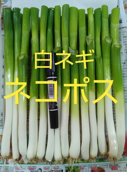 鳥取県産 白ネギ「夏若葱」ネコポス 長ネギ