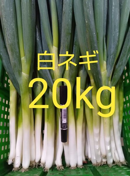 鳥取県産 白ネギ「夏若葱」20kg 長ネギ