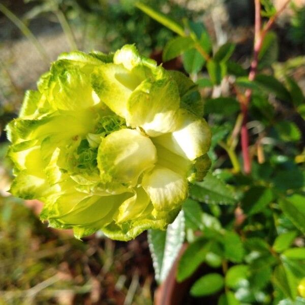 バラ苗挿し木苗 切花品種