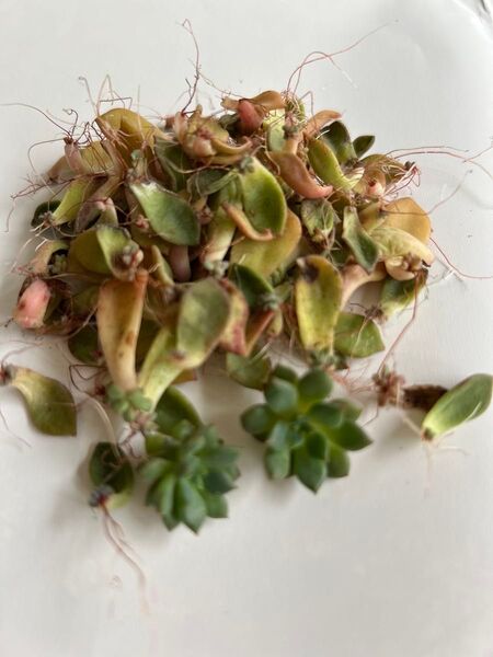 多肉植物 葉挿し 100枚 カット苗2個