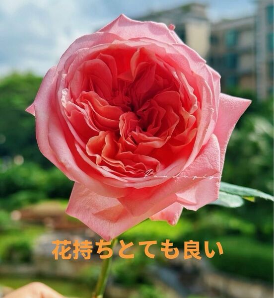 バラ苗 切り花 7号鉢大苗 入手困難