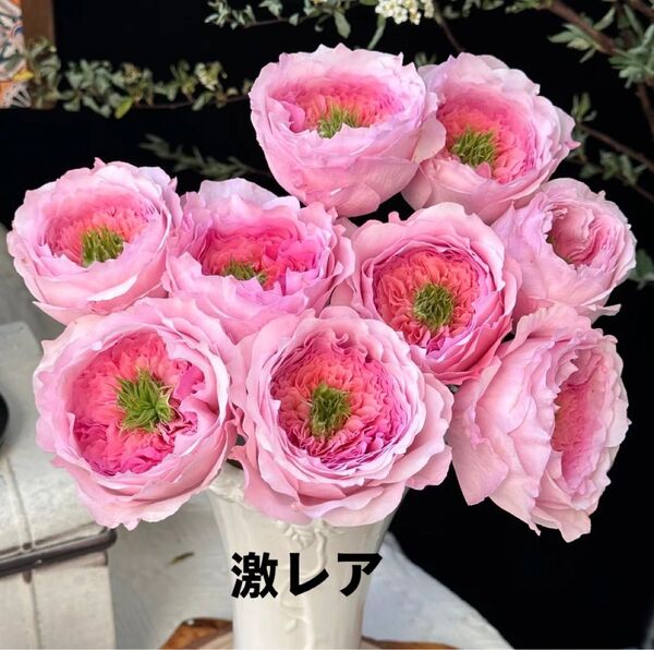 激レアバラ苗 美しいエクアドルローズ