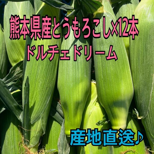 産地直送 熊本県産 とうもろこし ドルチェドリーム 12本 秀品