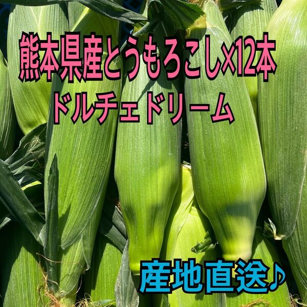 産地直送 熊本県産 とうもろこし ドルチェドリーム 12本 秀品