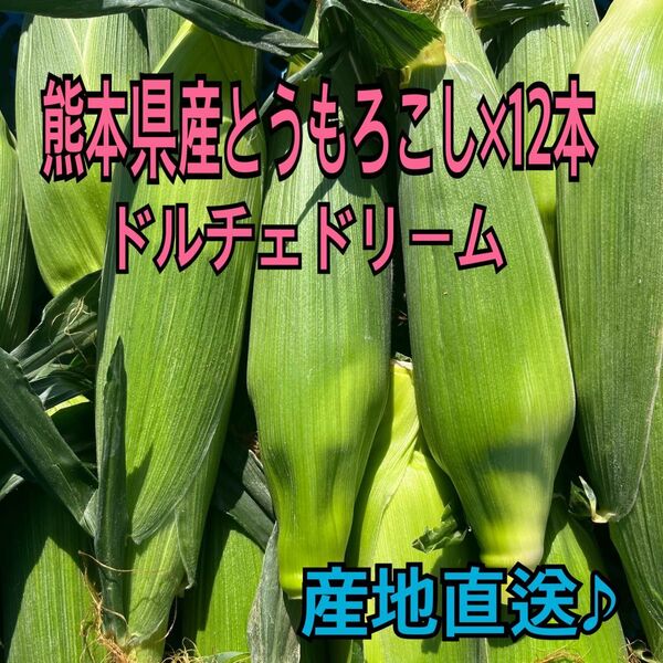 産地直送 熊本県産 とうもろこし ドルチェドリーム 12本 秀品