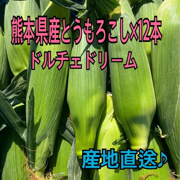 産地直送 熊本県産 とうもろこし ドルチェドリーム 12本 秀品