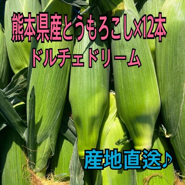 産地直送 熊本県産 とうもろこし ドルチェドリーム 12本 秀品