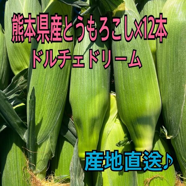 産地直送 熊本県産 とうもろこし ドルチェドリーム 12本 秀品