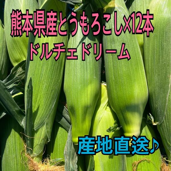 産地直送 熊本県産 とうもろこし ドルチェドリーム 12本 秀品