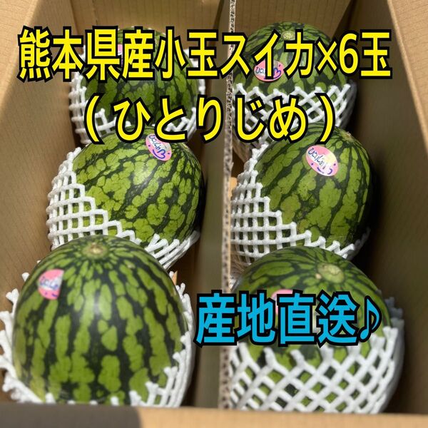 産地直送 熊本県産 小玉スイカ×6玉 ひとりじめ 秀品