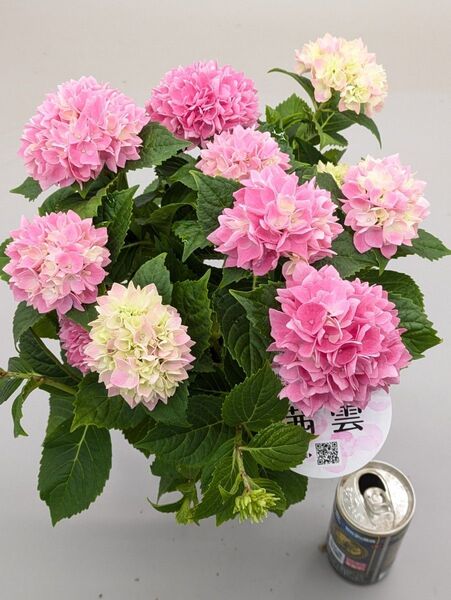 ミニアジサイ八重 茜雲4号底面給水鉢現品