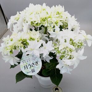 島根県オリジナルガクアジサイ月うさぎ現品