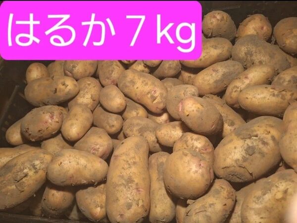 新じゃが はるか 7kg