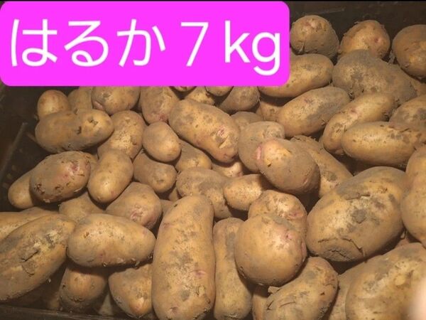 新じゃが はるか7kg