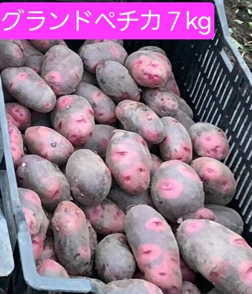 新じゃが グランドペチカ7kg