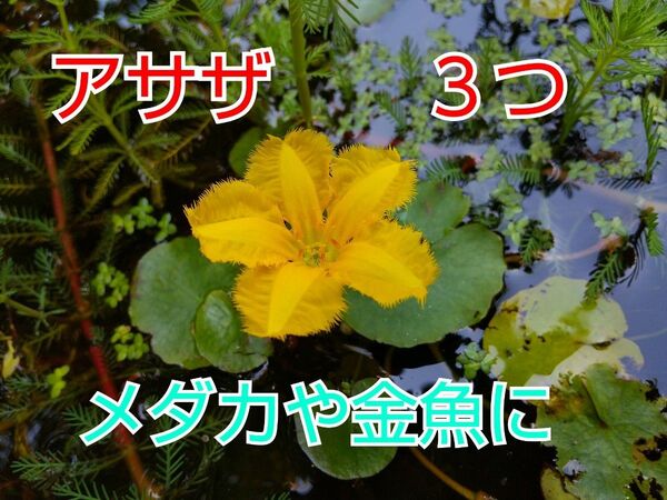 水草 アサザ 3つ