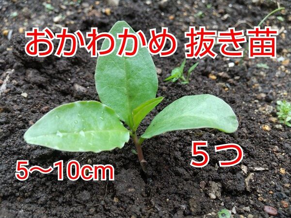 【今が植え時】おかわかめ 抜き苗 5つ 5〜10cm