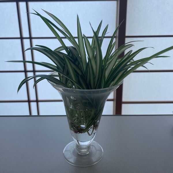 オリヅルラン 子株