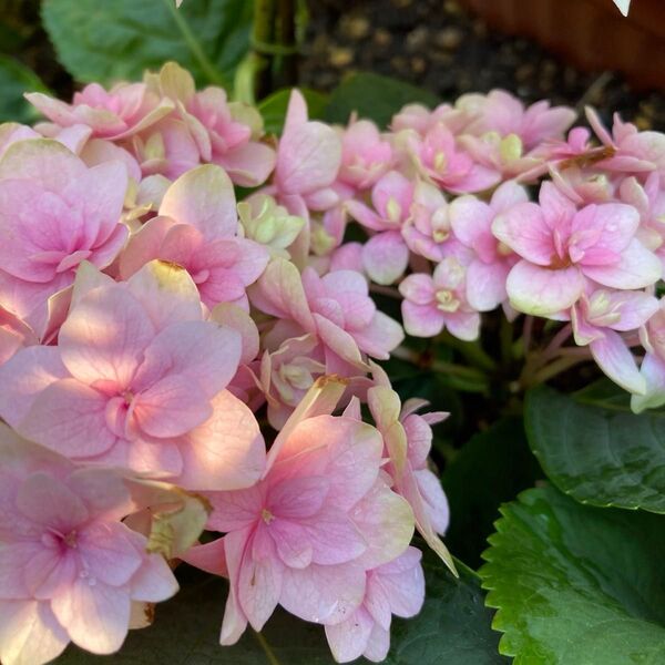 紫陽花 5種 + おまけ付き