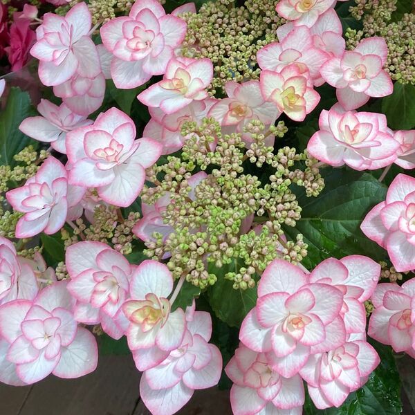 あじさい 花付き小苗 大きくなりました
