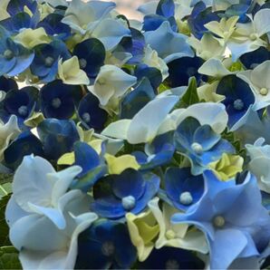 あじさい さし穂枝5種類各2本