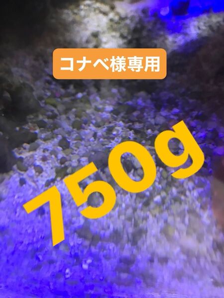 AAA絶好調★ライブコーラルサンド・底砂☆海水魚飼育用★立ち上げ短縮 ◆※オマケ付き(限定1)要商品説明確認