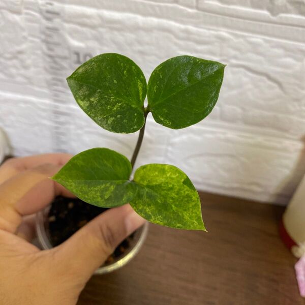 ザミオクルカス ザミフォーリア (斑入り)