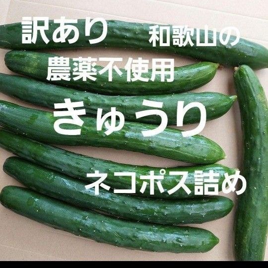 訳あり 農薬不使用 きゅうり ネコポス詰め