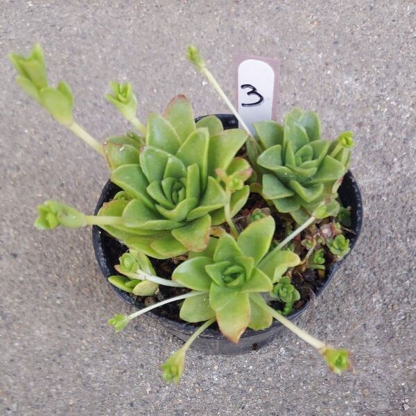 薄紅蓮華③ 抜き苗 多肉植物