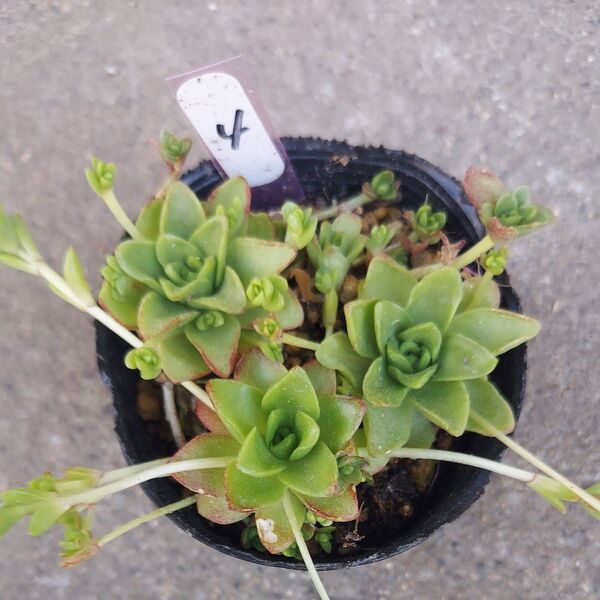 薄紅蓮華④ 抜き苗 多肉植物