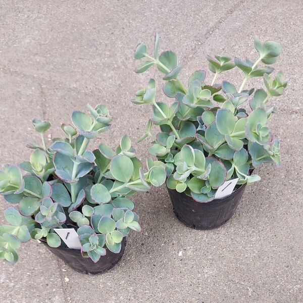 ミセバヤ2ポット① 抜き苗 多肉植物