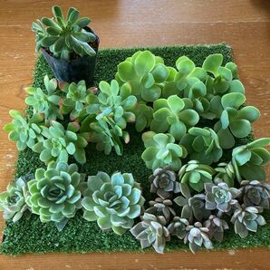 多肉植物