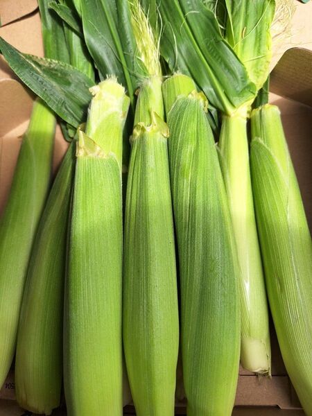 期間限定千葉県産ゴールドラッシュのヤングコーン