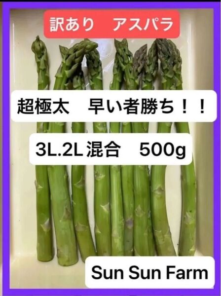アスパラガス 訳あり品 3L.2Lサイズ混合 500グラム 朝採れ発送