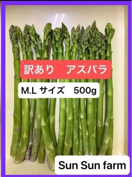 アスパラガス 訳あり品 M Lサイズ 500グラム 朝採れ発送