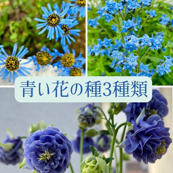 青い花の種3種類(カスティールブルーソワレ、キングフィッシャーデージー、シノグロッサム)おまけ種付き