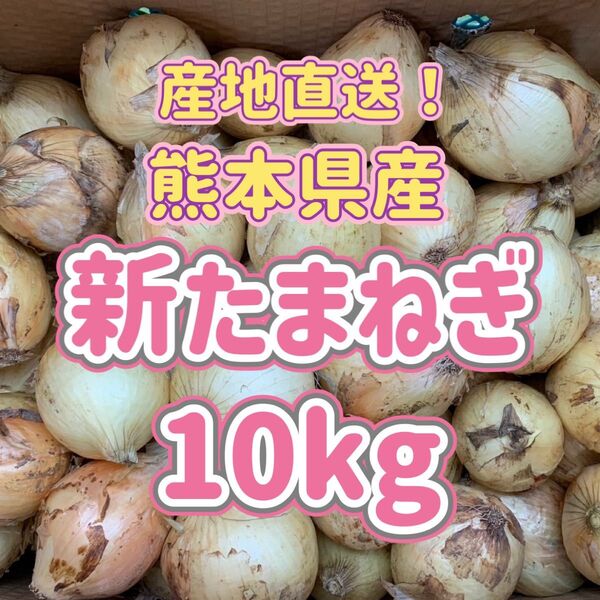 熊本県産◎産地直送!新玉ねぎ 箱込み10kg 家庭用 送料無料