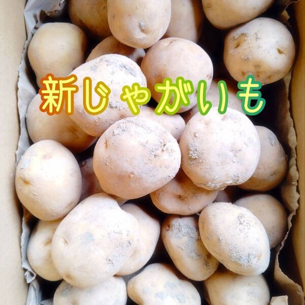 新ジャガイモ